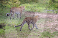 FEATURE - Mama Leopard hat ein junges Gnu erlegt