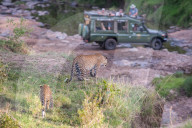 FEATURE - Mama Leopard hat ein junges Gnu erlegt