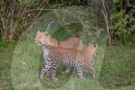 FEATURE - Mama Leopard hat ein junges Gnu erlegt