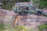 FEATURE - Mama Leopard hat ein junges Gnu erlegt