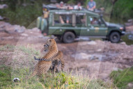 FEATURE - Mama Leopard hat ein junges Gnu erlegt