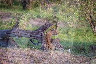 FEATURE - Mama Leopard hat ein junges Gnu erlegt