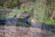 FEATURE - Mama Leopard hat ein junges Gnu erlegt