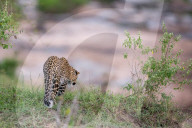 FEATURE - Mama Leopard hat ein junges Gnu erlegt