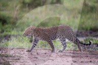 FEATURE - Mama Leopard hat ein junges Gnu erlegt