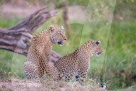 FEATURE - Mama Leopard hat ein junges Gnu erlegt