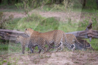 FEATURE - Mama Leopard hat ein junges Gnu erlegt