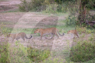 FEATURE - Mama Leopard hat ein junges Gnu erlegt