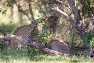 FEATURE - Mama Leopard hat ein junges Gnu erlegt