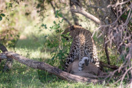 FEATURE - Mama Leopard hat ein junges Gnu erlegt