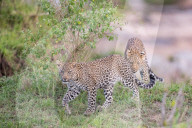 FEATURE - Mama Leopard hat ein junges Gnu erlegt