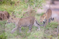 FEATURE - Mama Leopard hat ein junges Gnu erlegt