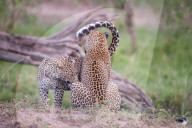FEATURE - Mama Leopard hat ein junges Gnu erlegt