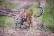 FEATURE - Mama Leopard hat ein junges Gnu erlegt