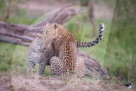 FEATURE - Mama Leopard hat ein junges Gnu erlegt