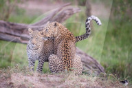 FEATURE - Mama Leopard hat ein junges Gnu erlegt