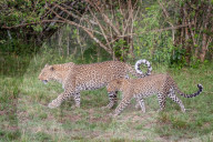 FEATURE - Mama Leopard hat ein junges Gnu erlegt