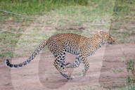 FEATURE - Mama Leopard hat ein junges Gnu erlegt