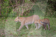 FEATURE - Mama Leopard hat ein junges Gnu erlegt