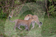 FEATURE - Mama Leopard hat ein junges Gnu erlegt