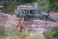 FEATURE - Mama Leopard hat ein junges Gnu erlegt