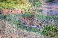 FEATURE - Mama Leopard hat ein junges Gnu erlegt