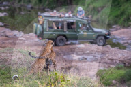 FEATURE - Mama Leopard hat ein junges Gnu erlegt