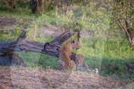FEATURE - Mama Leopard hat ein junges Gnu erlegt