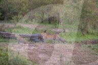 FEATURE - Mama Leopard hat ein junges Gnu erlegt