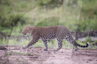 FEATURE - Mama Leopard hat ein junges Gnu erlegt