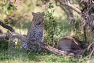 FEATURE - Mama Leopard hat ein junges Gnu erlegt