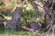 FEATURE - Mama Leopard hat ein junges Gnu erlegt