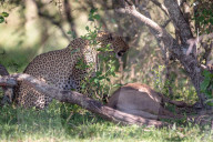 FEATURE - Mama Leopard hat ein junges Gnu erlegt