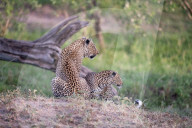 FEATURE - Mama Leopard hat ein junges Gnu erlegt
