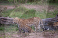 FEATURE - Mama Leopard hat ein junges Gnu erlegt