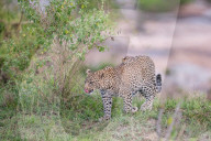 FEATURE - Mama Leopard hat ein junges Gnu erlegt