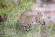 FEATURE - Mama Leopard hat ein junges Gnu erlegt