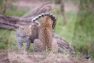 FEATURE - Mama Leopard hat ein junges Gnu erlegt