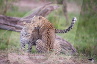 FEATURE - Mama Leopard hat ein junges Gnu erlegt