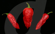 FEATURE - Chilli Sorte Gimritzer Nummer 7