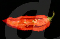 FEATURE - Chilli Sorte Gimritzer Nummer 7