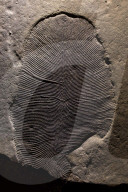 FEATURE - Der Heilige Gral der Paläontologie: Wissenschaftler finden das mit 558 Mio Jahre älteste Tier der Welt in einer Versteinerung