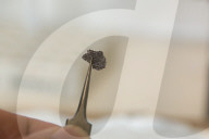 FEATURE - Der Heilige Gral der Paläontologie: Wissenschaftler finden das mit 558 Mio Jahre älteste Tier der Welt in einer Versteinerung