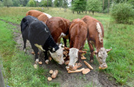 FEATURE - Kühe fressen altes Brot