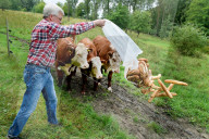 FEATURE - Kühe fressen altes Brot