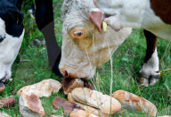 FEATURE - Kühe fressen altes Brot