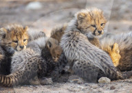 FEATURE - Nachwuchs im Leopardengehege im Taronga Western Plains Zoo