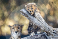 FEATURE - Nachwuchs im Leopardengehege im Taronga Western Plains Zoo