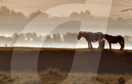 FEATURE - Pix of the Day: Bilder des Tages