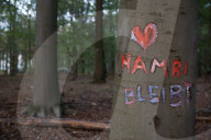 NEWS - Deutschland: Besetzung im Hambacher Forst